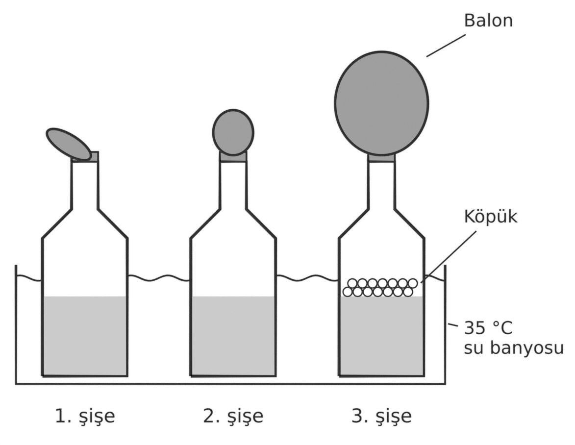 30 dakika sonra şişelerin görünümü: 1. şişedeki balon sönük, 2. şişedeki balon az şişmiş, 3. şişedeki balon belirgin biçimde şişmiş ve sıvının yüzeyinde köpük oluşmuş