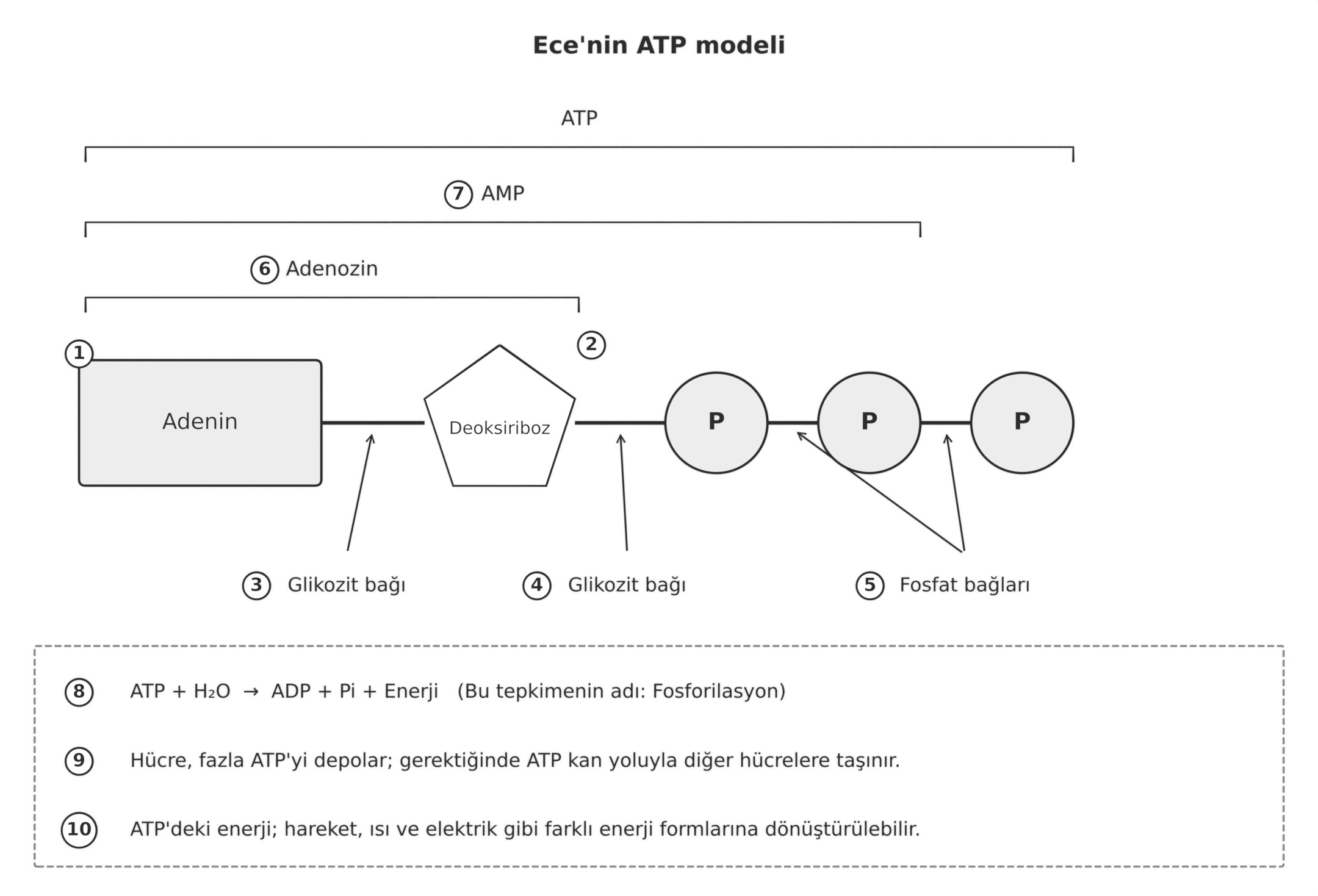 Ece'nin ATP modeli: adenin, beşgen şeklinde şeker, üç fosfat grubu, numaralandırılmış bağ ve bölüm etiketleri ile alt kısımda üç açıklama